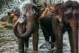 /elephant-encounter-luang-prabang