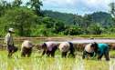 /secrets-rice-growing-luang-prabang