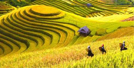 Discussion about the heritage Terraced Rice Fields in the upland area of Vietnam