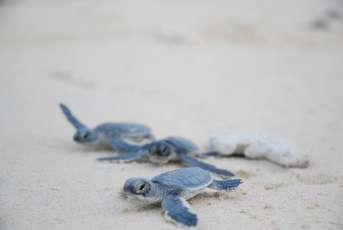 Experience releasing baby turtles in Con Dao