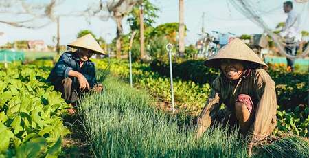 Tra Que Vegetable Village, destination of choice in Hoi An