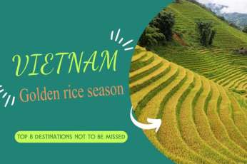 Top 8 destinations to see golden rice season in Vietnam