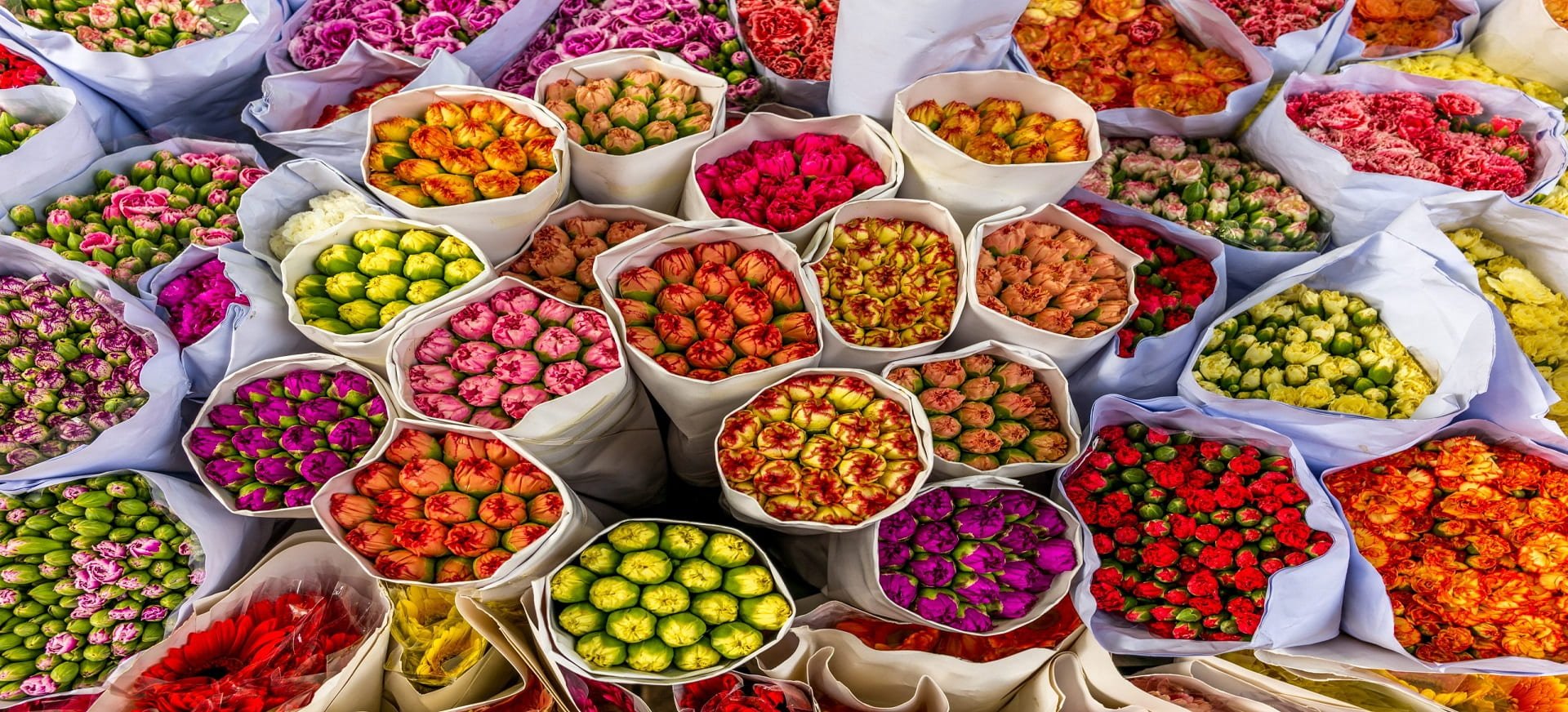Hanoi Flowers by Season: What Is the Best Time to Visit Hanoi?