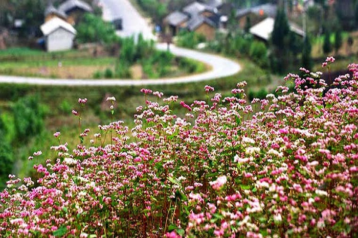6 typical Ha Giang dishes to try when buckwheat is in bloom