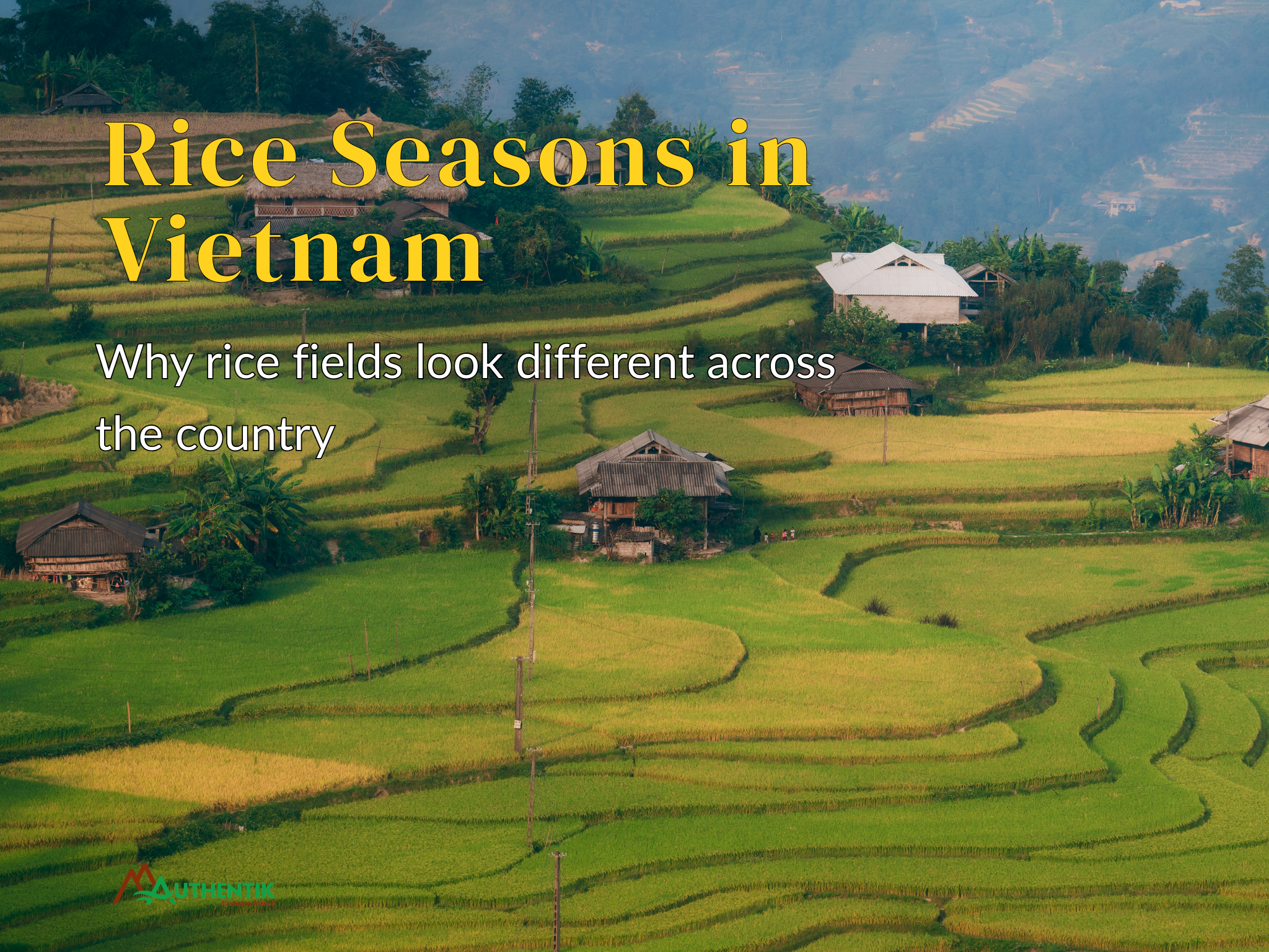Why Rice Fields Look Different Across Vietnam: A Geographic and Cultural Guide