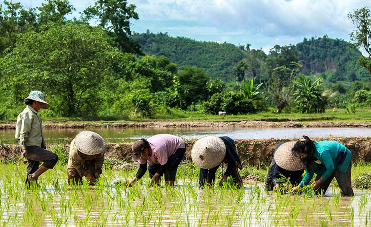 Discover all the secrets of rice growing in Luang Prabang