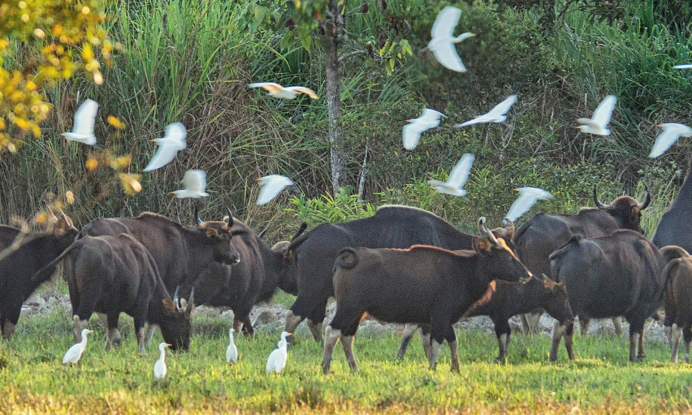 Wildlife in Vietnam: Animals You Can See When Traveling in Vietnam