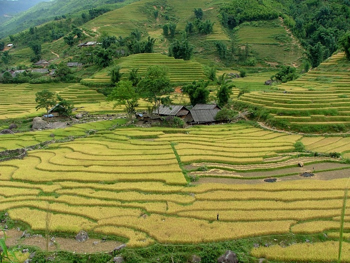 10 activities unmissable in Sapa rice terrace