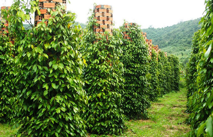 12-unmissable- experiences- in-phu-quoc-island-visit-peper-garden