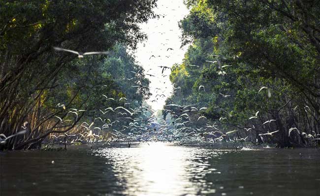 3 best tours in mekong Tram chim