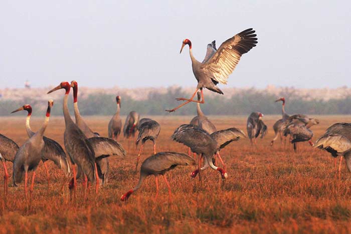 6 ideas to explore mekong bird sanctuary