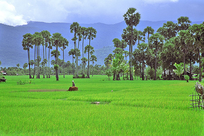 what to do in Kampot, Kampot stay, Phnom Chhnork temple, Bokor national park, Trey Koh island, Teuk Chhou rapids, Kampot pepper, salt marshes