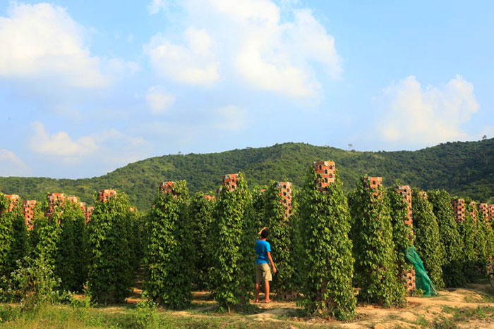 what to do in Kampot, Kampot stay, Phnom Chhnork temple, Bokor national park, Trey Koh island, Teuk Chhou rapids, Kampot pepper, salt marshes