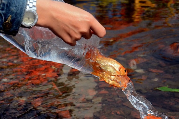 Geniuses of the Home Vietnam fishes