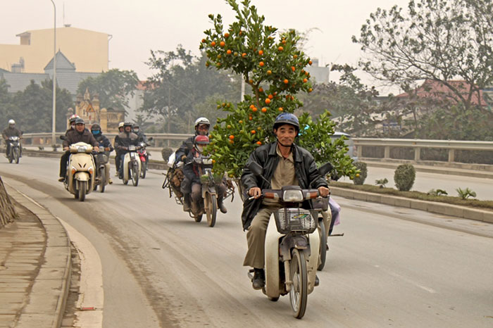 Preparations for vietnamese new year kumquat