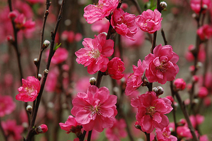 Preparations for vietnamese new year peach