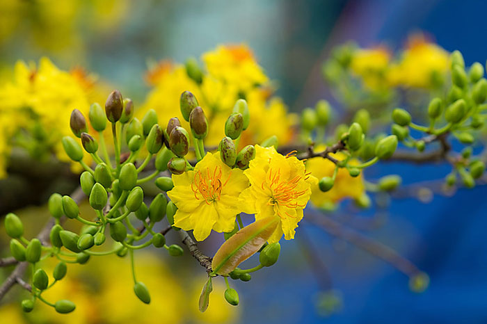 Preparations for vietnamese new year trees of Tet