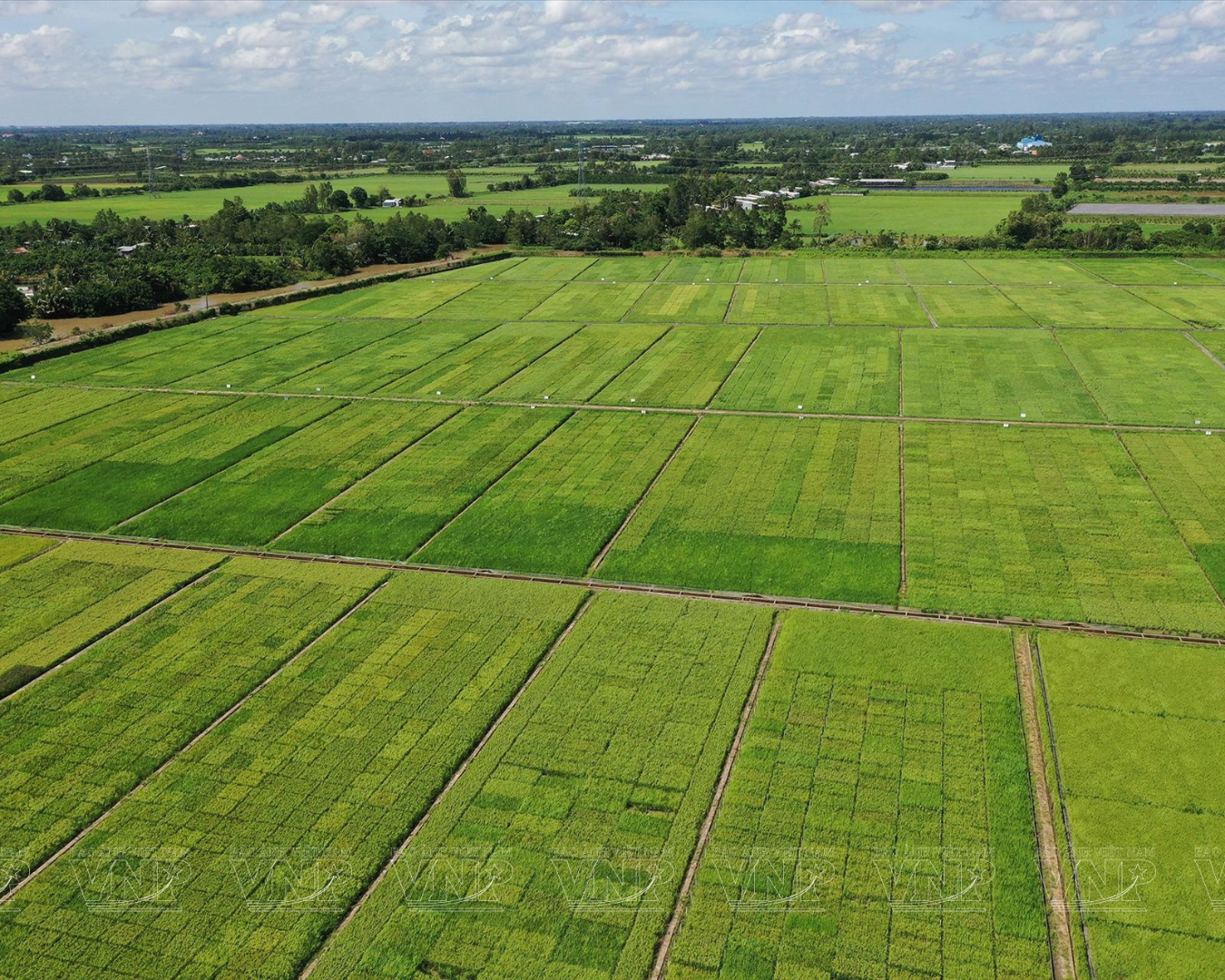 Green rice fields in the Mekong Delta, Vietnam with tropical landscape