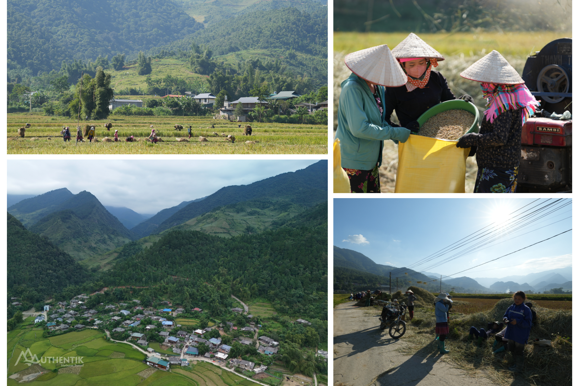 Tu Le valley rice fields and local farmers harvesting rice in Northwest Vietnam