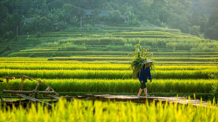 Vietnam tour, Vietnam tour 15 days, Vietnam stay, pu luong