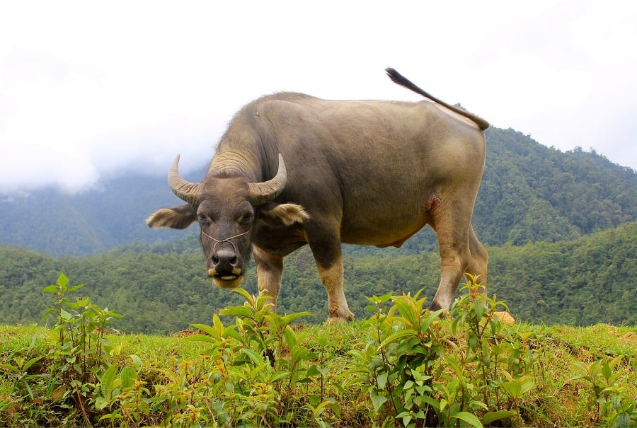 The water buffalo is one of the most well-known Vietnamese animals (Source: Collected)