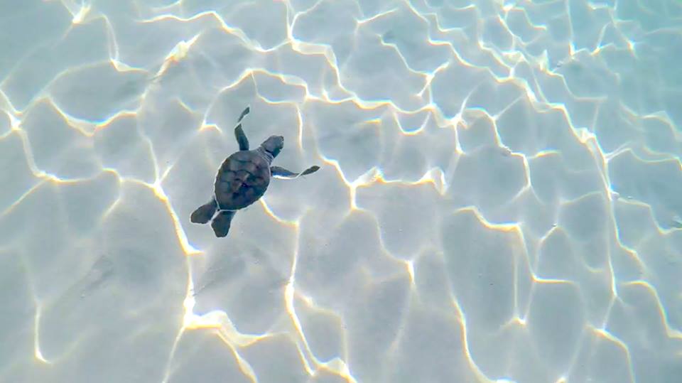 con dao turtles, con dao island, vietnam, release baby turtles to the sea in con dao