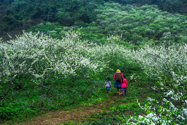 bac ha vietnam plum flower