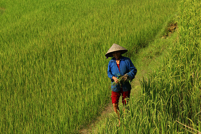 hiking north Vietnam, sapa, hoang su phi, Ban Gioc waterfalls, ba be national park, pu luong nature reserve, Fansipan mountain, Vietnam global geopark