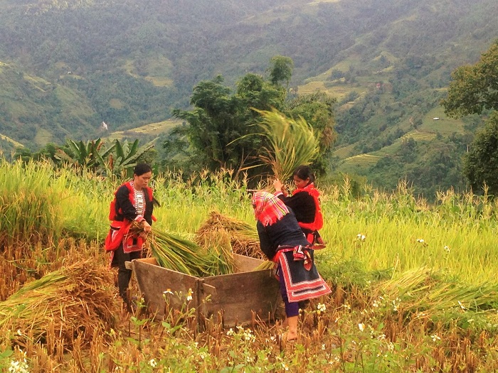 beautiful rice terraces in Vietnam threshing