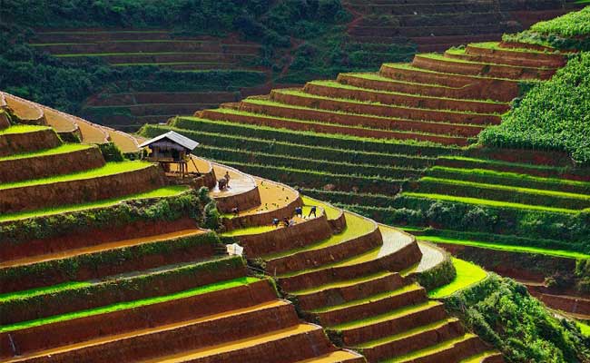 rice terrace in Mu Cang Chai Vietnam