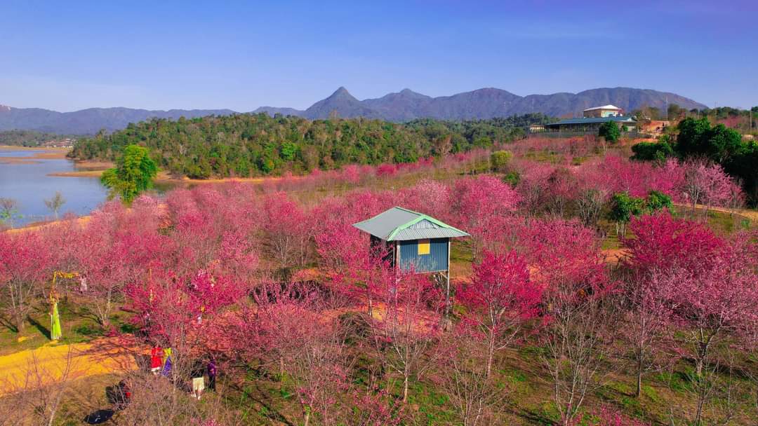 Pa Khoang Lake when the flowers bloom. Photo: Internet