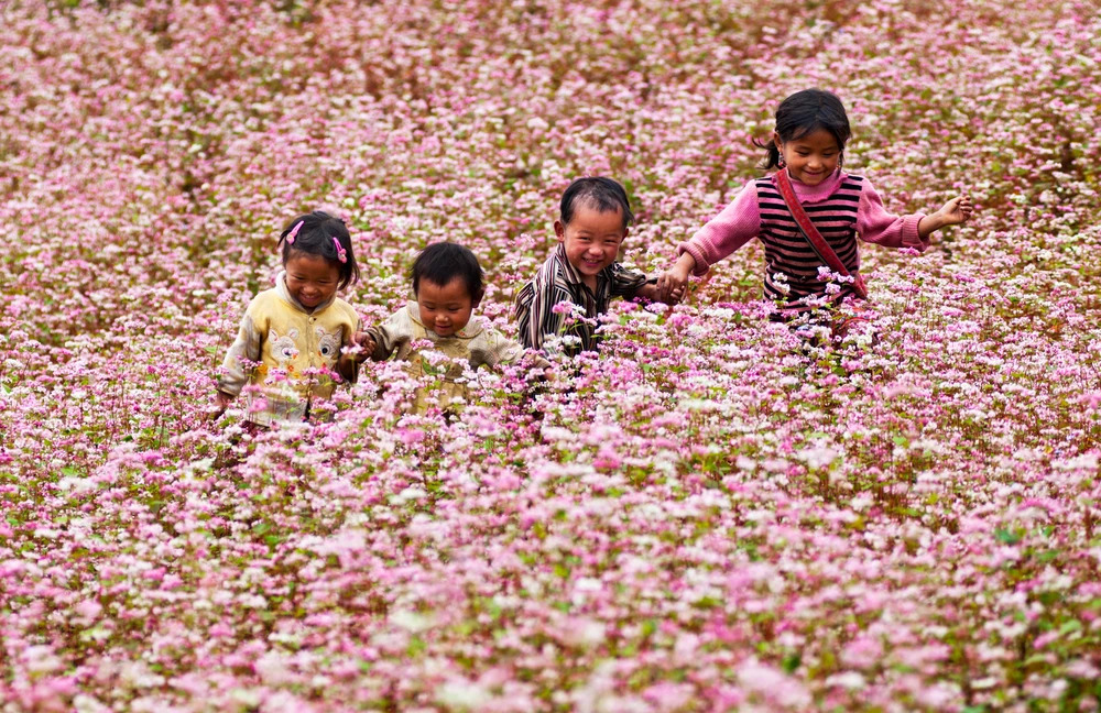 buckwheat flower, ha giang, suoi thau