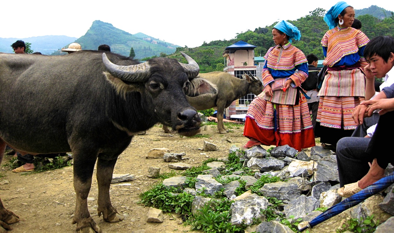 buffalo market, sin cheng market, lao cai, vietnam