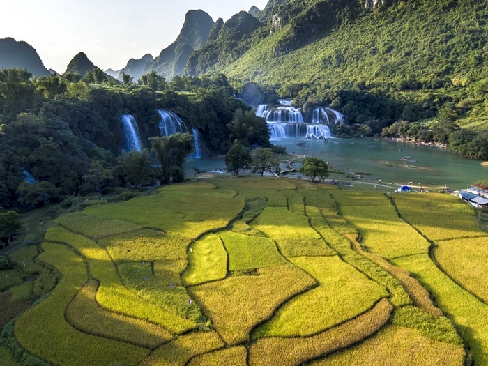 golden rice season, rice terrace, rice field, vietnam rice, vietnam landscapes, top 8 rice field in vietnam, cao bang vietnam