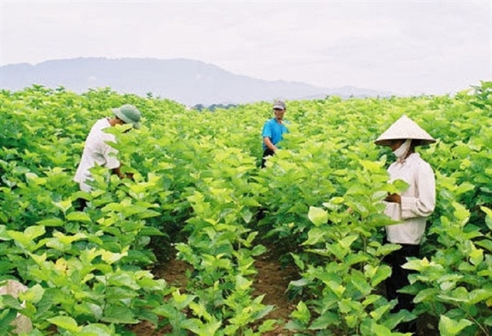 Bao Loc Plateau is the capital of Vietnamese sericulture