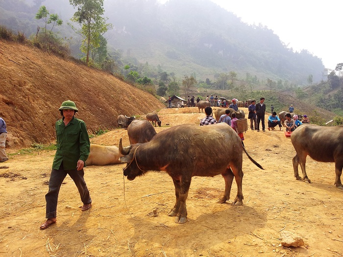 coc ly bac ha buffalo trading area