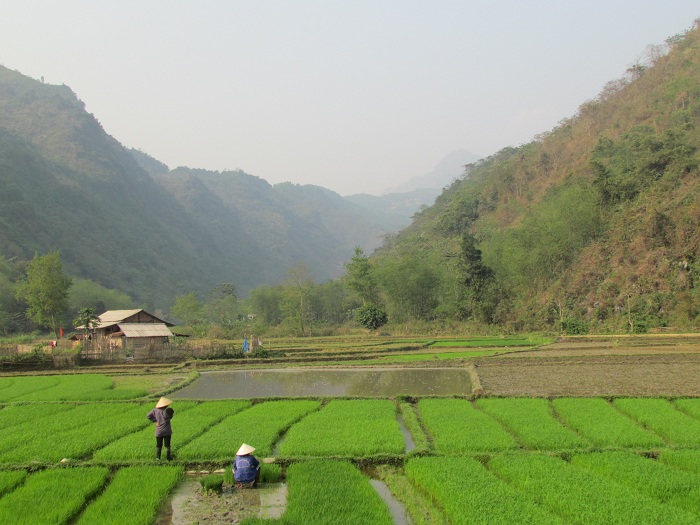 coc ly bac ha rice terraces