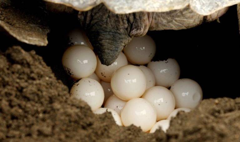 con dao turtles, con dao island, vietnam, release baby turtles to the sea in con dao