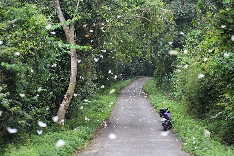 cuc phuong national park, ninh binh vietnam, what to do in ninh binh, things to do in ninh binh, atrractions in ninh binh