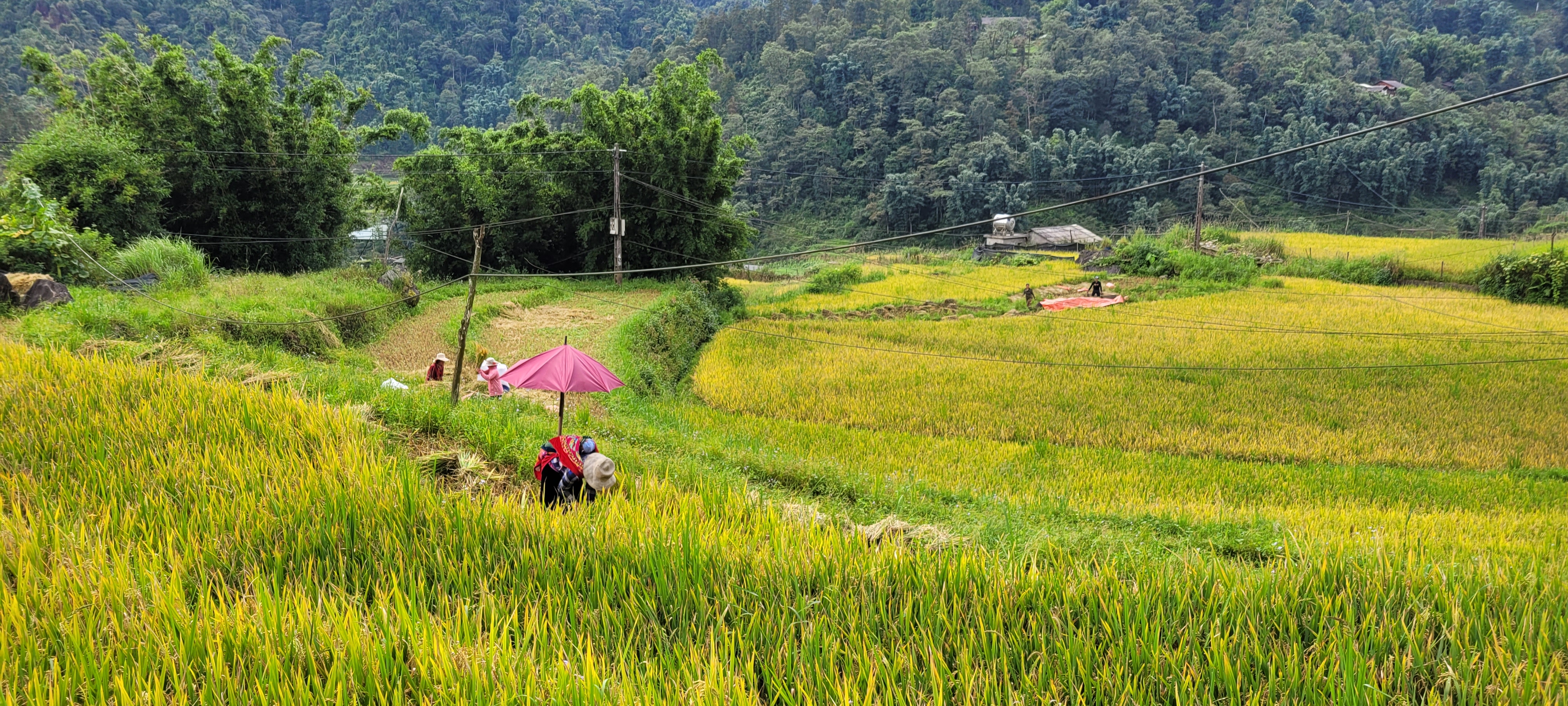 A woman working on the field with her child being carried on her back. Photo: Authentik Vietnam