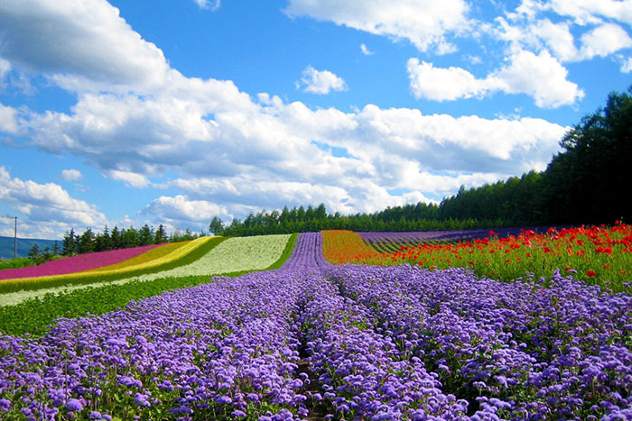 dalat city flower garden