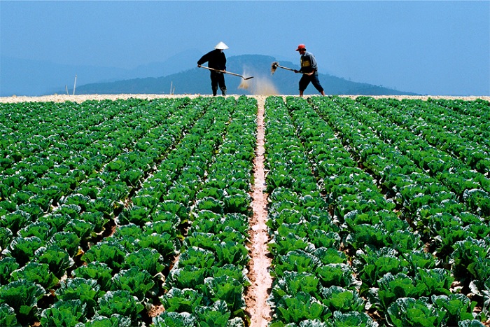 dalat city garden