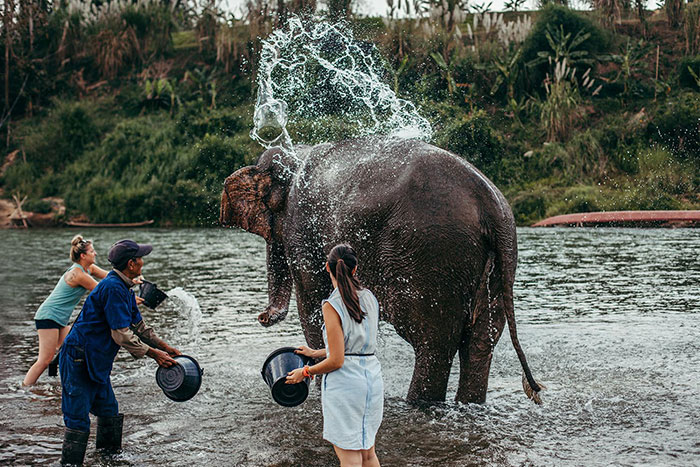 elephants in Luang Prabang, Elephant Village, Mandalao, Wat Xieng Thong