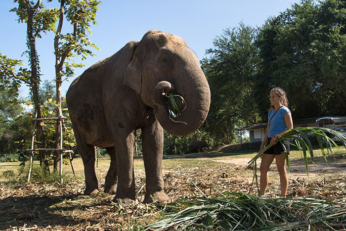 elephants in Luang Prabang, Elephant Village, Mandalao, Wat Xieng Thong