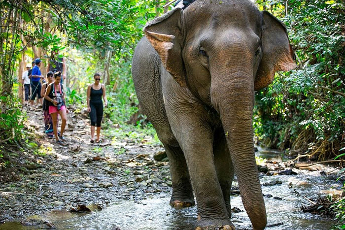 elephants in Luang Prabang, Elephant Village, Mandalao, Wat Xieng Thong