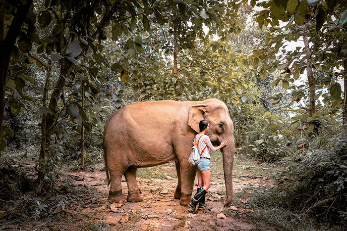 elephants in Luang Prabang, Elephant Village, Mandalao, Wat Xieng Thong