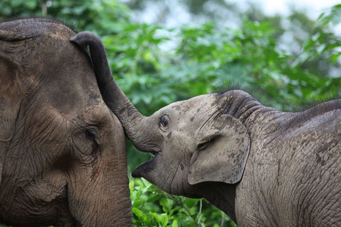 elephants in Luang Prabang, Elephant Village, Mandalao, Wat Xieng Thong