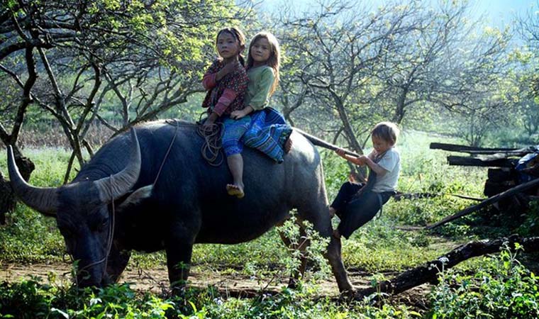 experience-in-vietnam-snake-wine-riding-buffalo