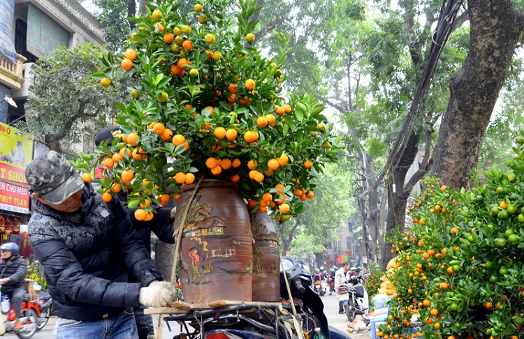 flower market hanoi kumquat