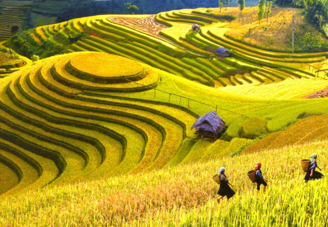 forget-the-way-back-once-you-get-to-sapa-goegous-rice-terrace 